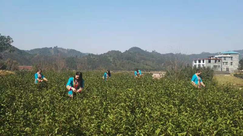 采茶活动图片.jpg