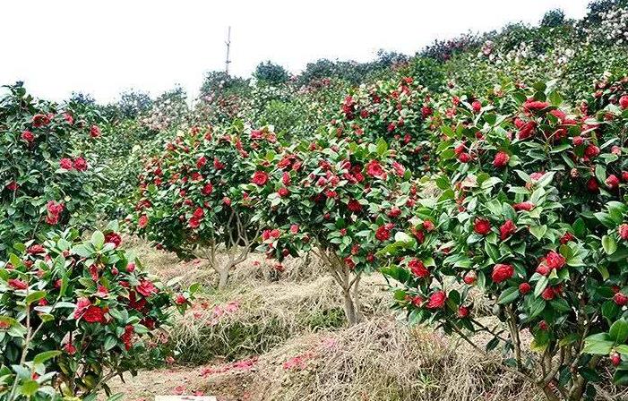 1587107462372256.jpg 微信截图_20200417151034.jpg