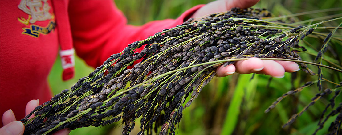 广西融水梦仙大苗山生态农业专业合作社