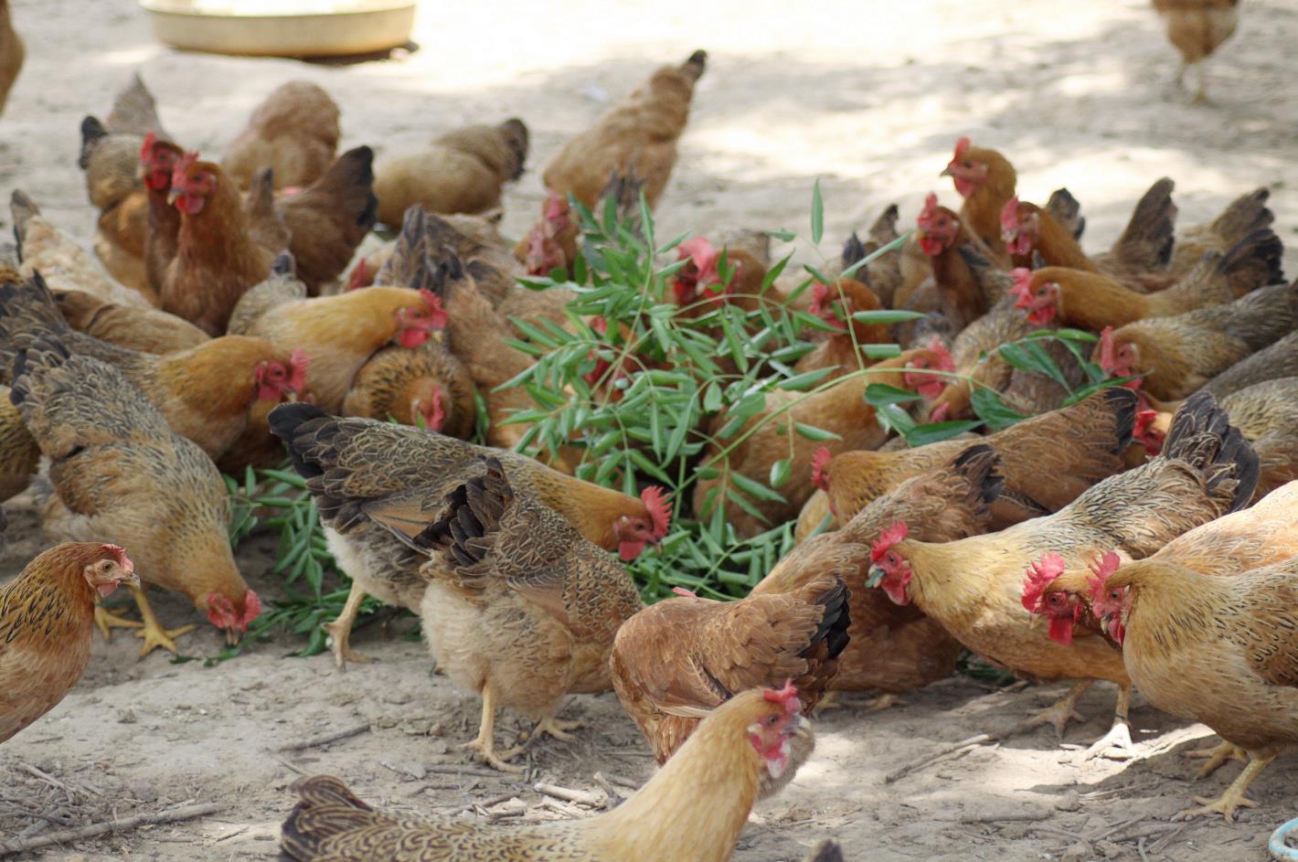 广西南宁市平治德信农牧有限公司