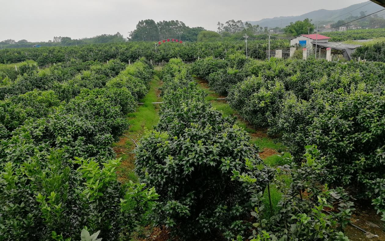 上林县巷贤镇金源柑橘合作社