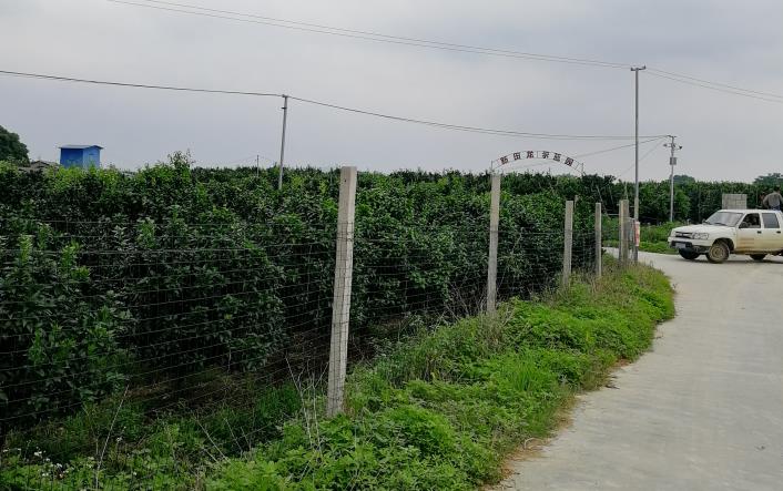 上林县巷贤镇金源柑橘合作社