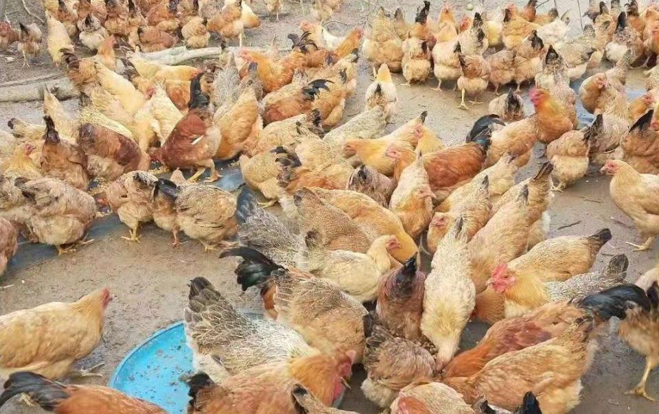 上林县六山生态农庄乡村旅游区