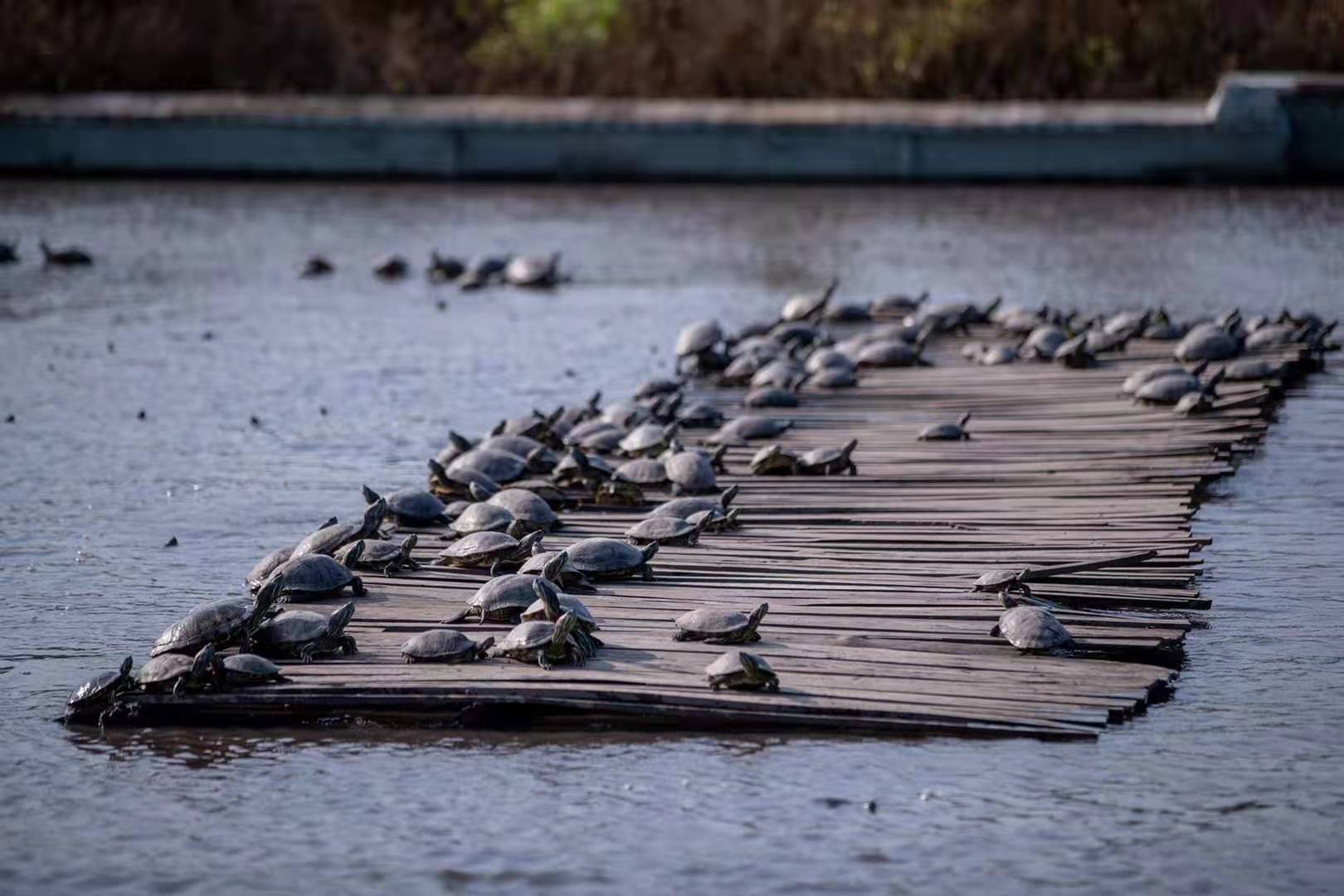 北海市富甲生态农业有限公司