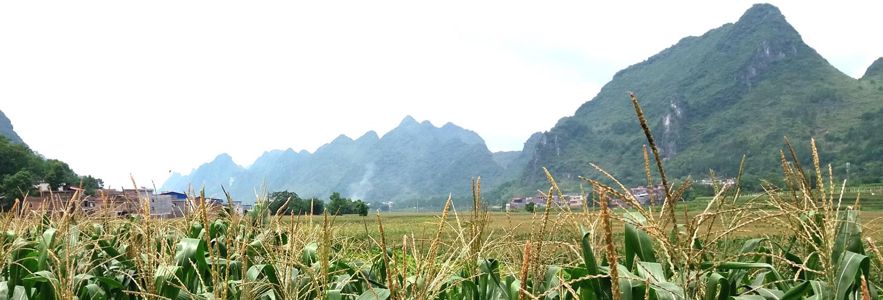 忻城县力丰农业种植科技有限公司